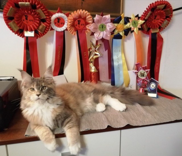 85212720_1083127965360645_1177607808393150464_n