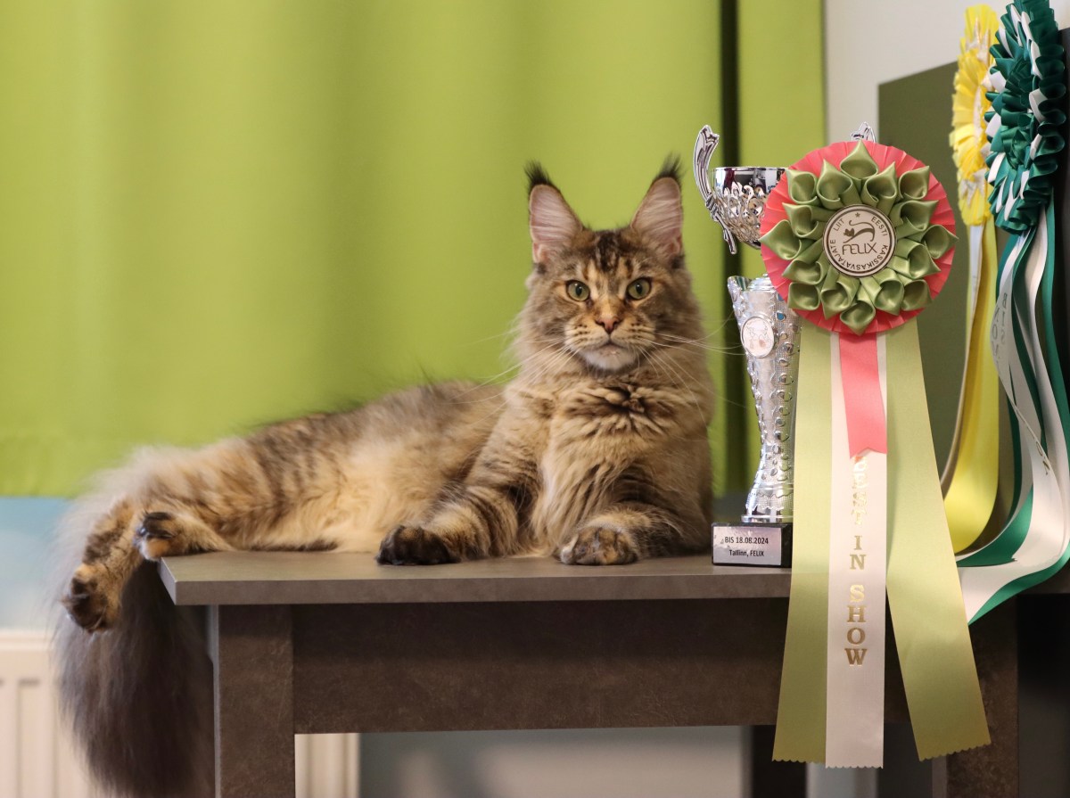 IC S*Stortassen's Jaimee